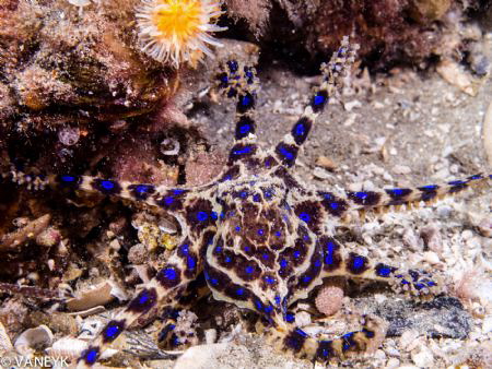 Scuttling away from under a test cement plate, signalling... by Bill Van Eyk 
