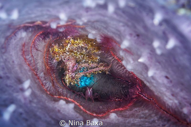 Partners.
Decorator Crab, Peppermint Shrimp, and Brittle... by Nina Baxa 