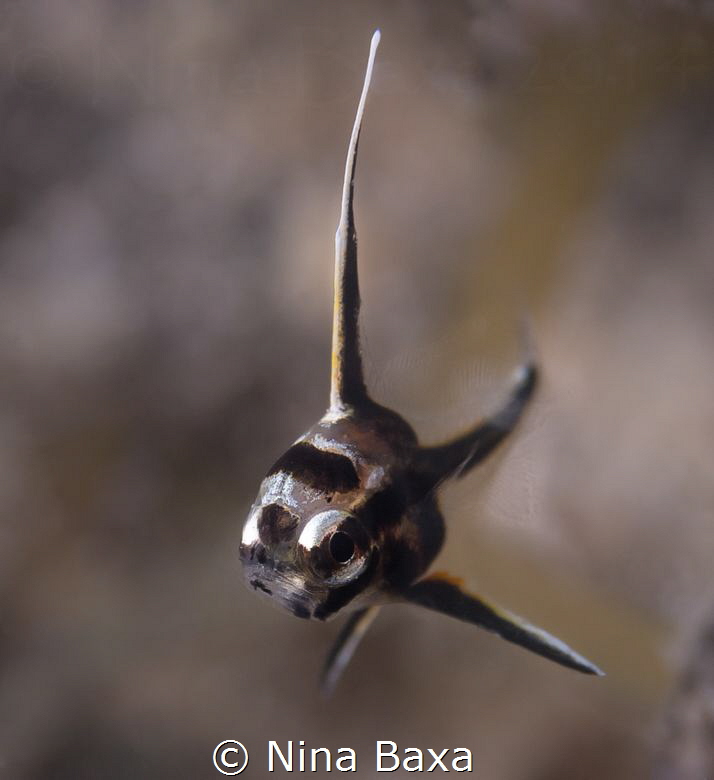 ‘Pepita’
Tiny juvie High-Hat, Pareques acuminatus - seri... by Nina Baxa 