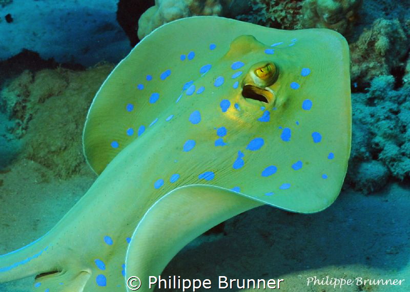 Blue spotted stingray by Philippe Brunner 