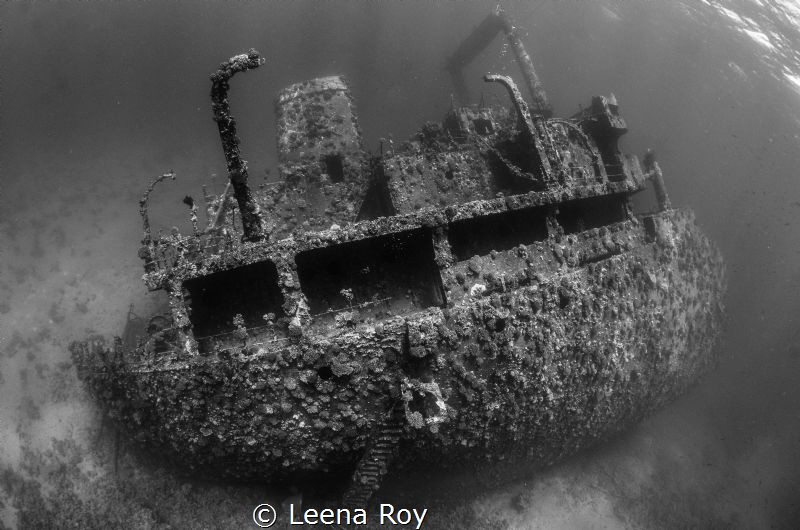 the Giannis D by Leena Roy 