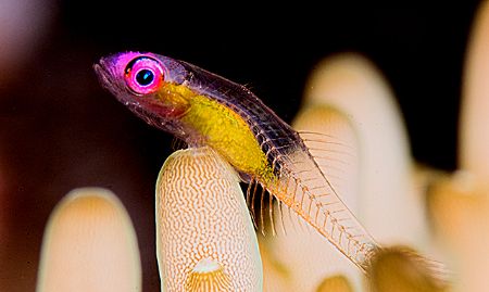 "I'm looking through you". Red-eye Gobi. D2x 105mm 2xtele... by Rand Mcmeins 