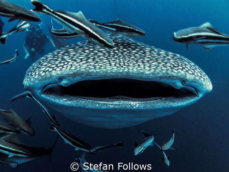 Smile ... ! Whale Shark - Rhincodon typus. Sail Rock, Tha... by Stefan Follows 