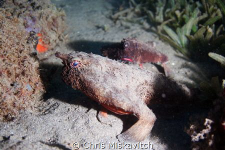 Bat Fish Friends by Chris Miskavitch 