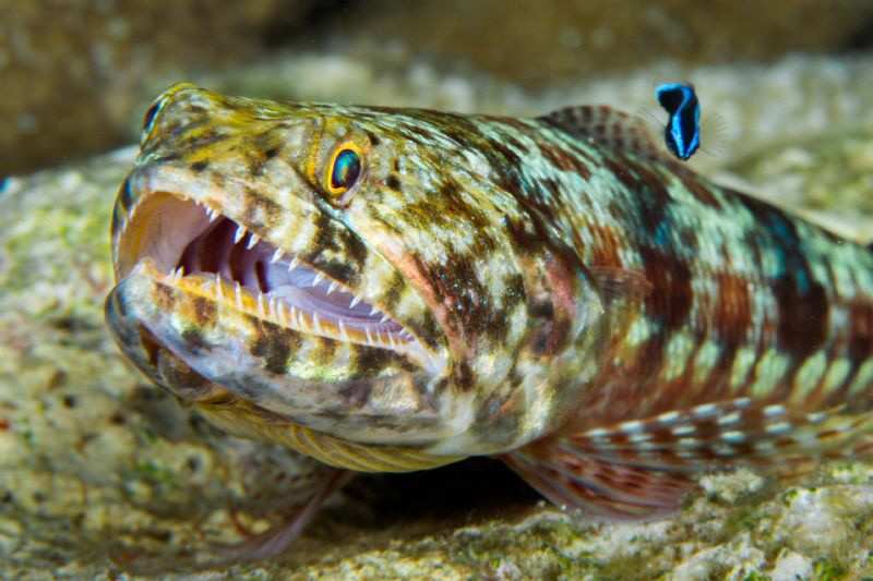 Lizard fish & cleaner by Paul Colley 