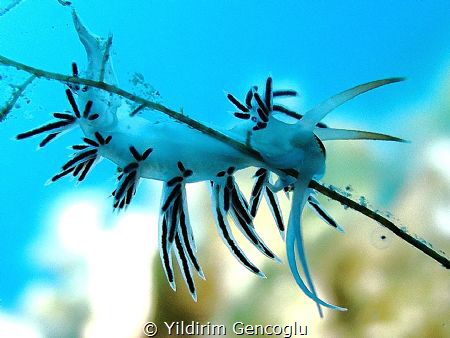 Hang on there !!! by Yildirim Gencoglu 