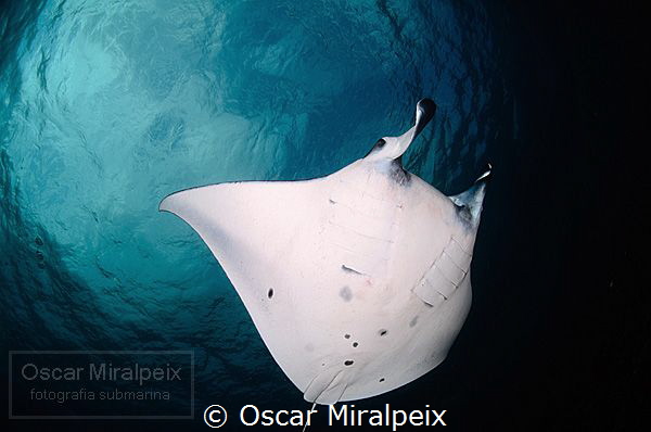 manta by Oscar Miralpeix 