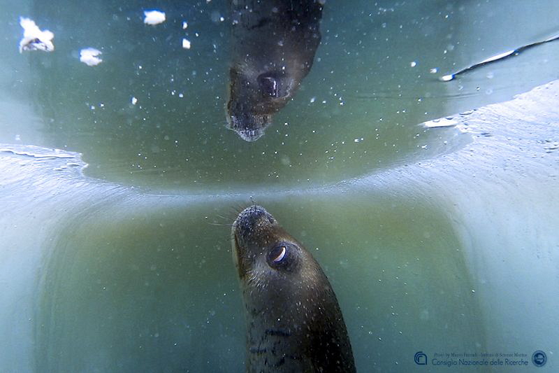 Reflections in the sea-ice hole (Antarctica) by Marco Faimali (ismar-Cnr) 