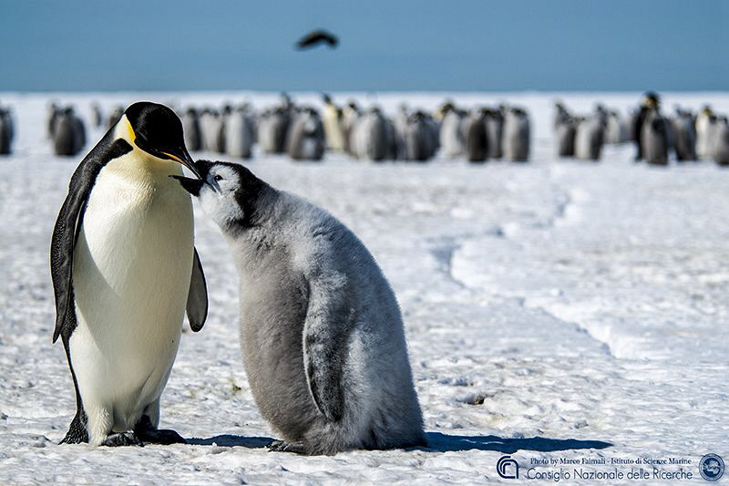 Snack on ice pack by Marco Faimali (ismar-Cnr) 