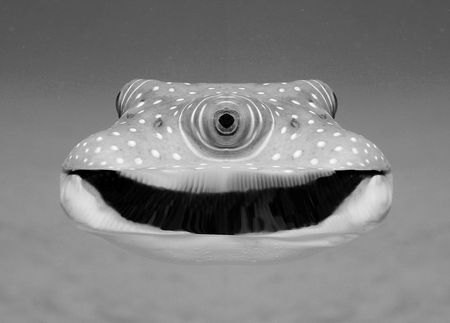 Mutation – Three Eyed Spotted Pufinopolis. Found only in ... by Glenn Poulain 