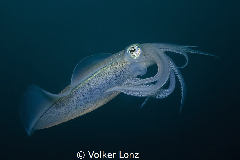 Sepia in the blue by Volker Lonz 