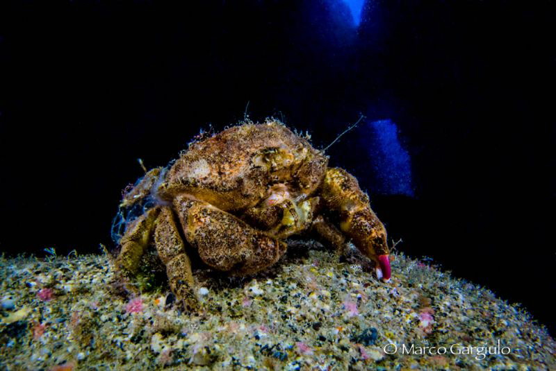Crab by Marco Gargiulo 
