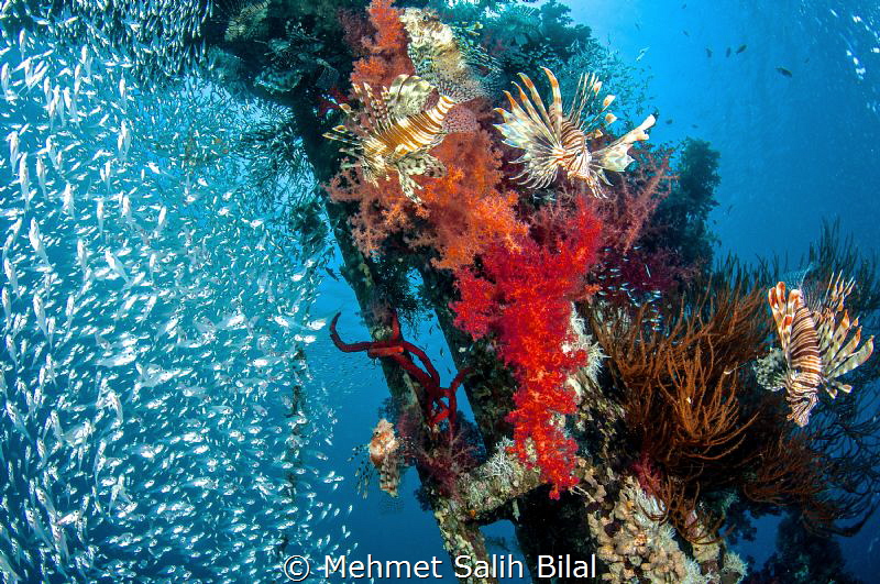 Happy lion fish at Cedar's pride wreck. by Mehmet Salih Bilal 