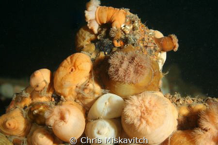 Picture was taken in 152 feet salt water on the wreck of ... by Chris Miskavitch 