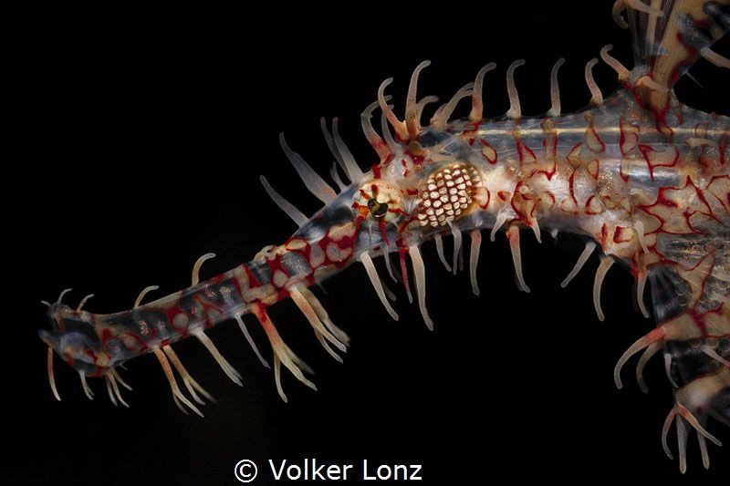 Ornate / Harlequin ghostpipefish by Volker Lonz 