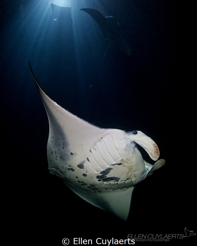 "Rhapsody in blue"
Manta's in Kona by Ellen Cuylaerts 