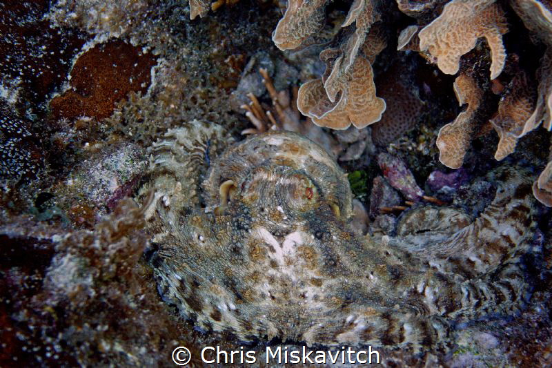 Octopus-Utila by Chris Miskavitch 