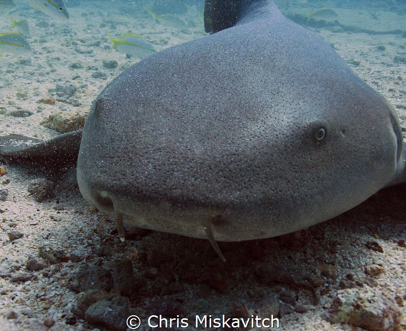 Nurse Shark - Key Largo by Chris Miskavitch 
