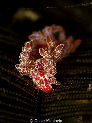 hidroid nudi by Oscar Miralpeix 