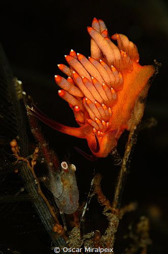 flabelina by Oscar Miralpeix 