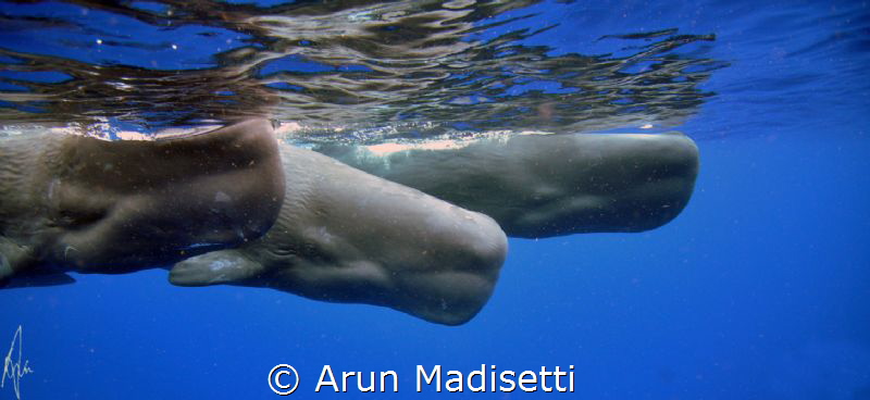 Sperm whales. Taken as always, under permit. by Arun Madisetti 