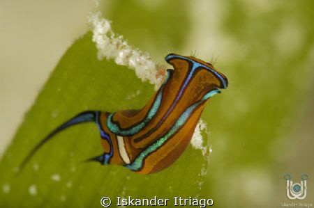 Grand Cayman
Nikon D700 
105mm, 2x Teleconverter & +10 ... by Iskander Itriago 