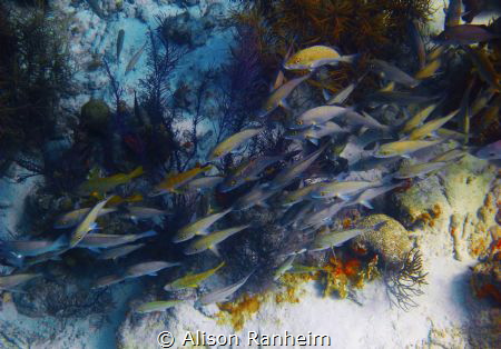 Stampede! by Alison Ranheim 