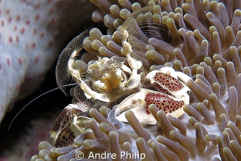 Plancton catching Porcelain Crab by Andre Philip 