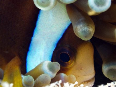 I can see u!Great Barrier Reef c5060 by Joshua Miles 