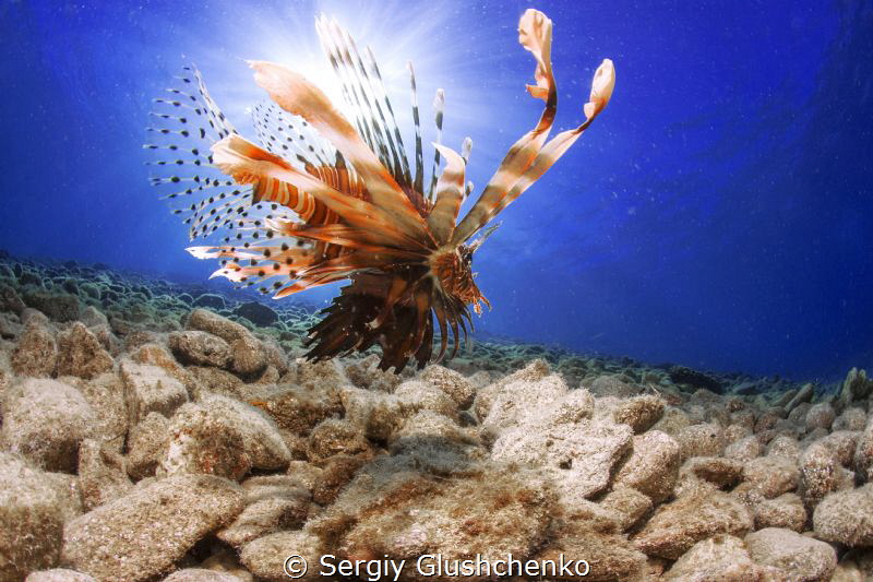 Just lionfish. by Sergiy Glushchenko 