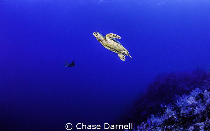 "Friends Fly Together" by Chase Darnell 