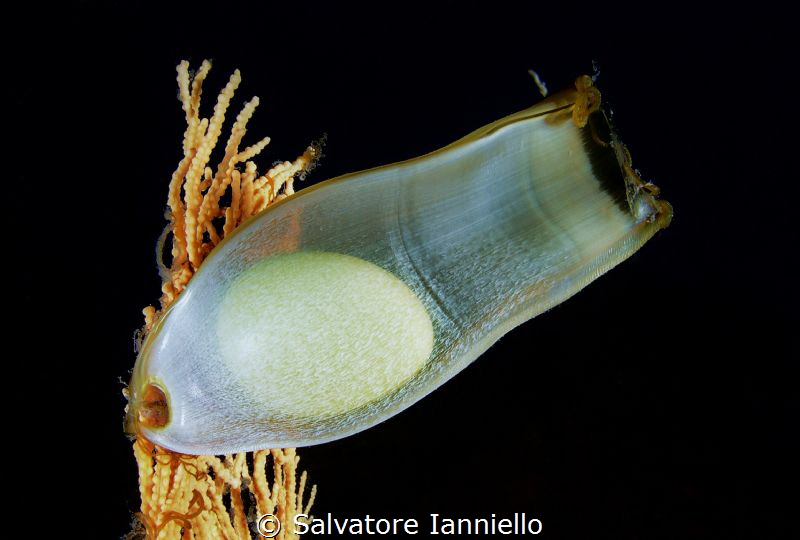 shark egg by Salvatore Ianniello 