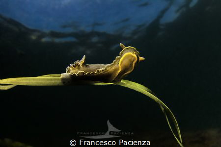 [:b:]Dendrodoris limbata.[:/b:]
Tokina 10-17@14mm with m... by Francesco Pacienza 