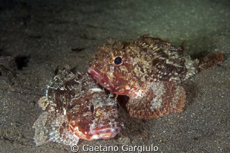 courting scorpion-fishes I have seen 3 couples in 1 night... by Gaetano Gargiulo 