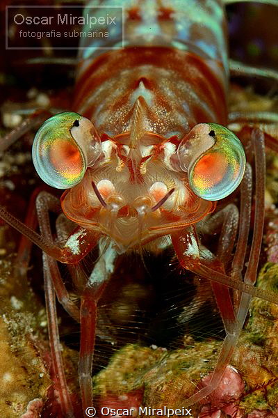 colourful eyes by Oscar Miralpeix 