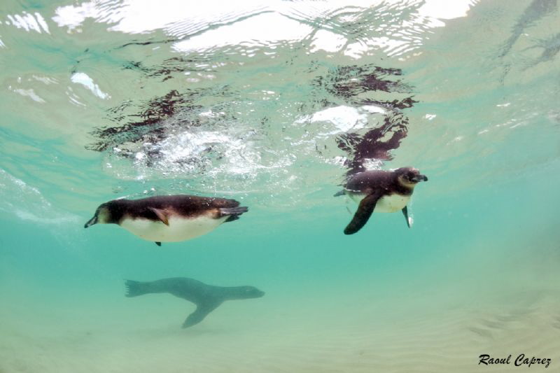 Great time ! (Penguins + Sea lion) by Raoul Caprez 