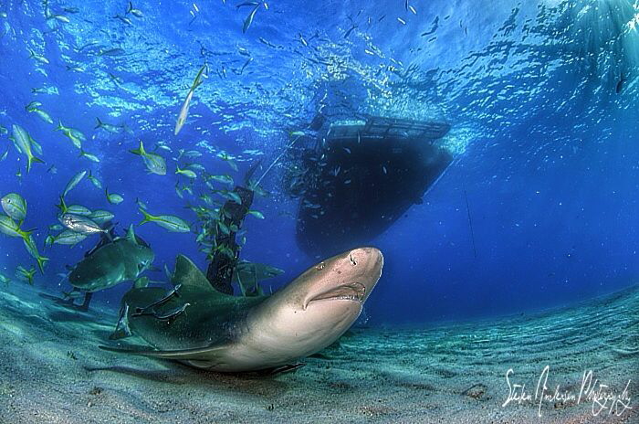 Lemon Shark dancing under the Shear Water at Tiger Beach ... by Steven Anderson 