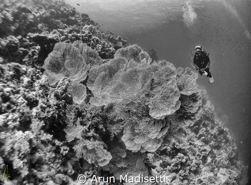 Straits of Tiran, no working strobes forced a rethink of ... by Arun Madisetti 