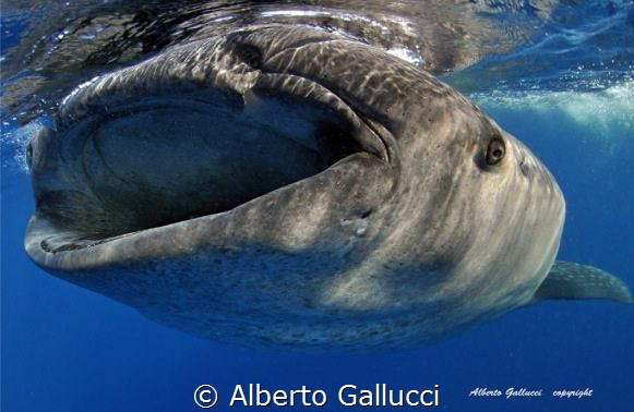 Whale shark by Alberto Gallucci 