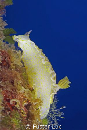 Greater Doris could average 20 centimeters length. The pi... by Fuster Luc 