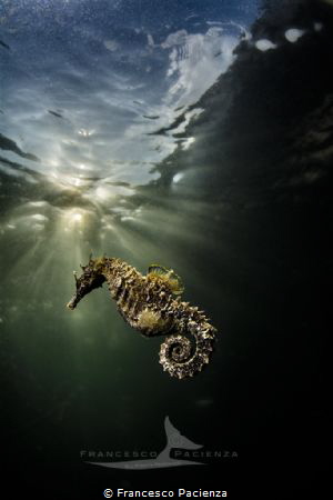 [:b:]To the light[:/b:] by Francesco Pacienza 