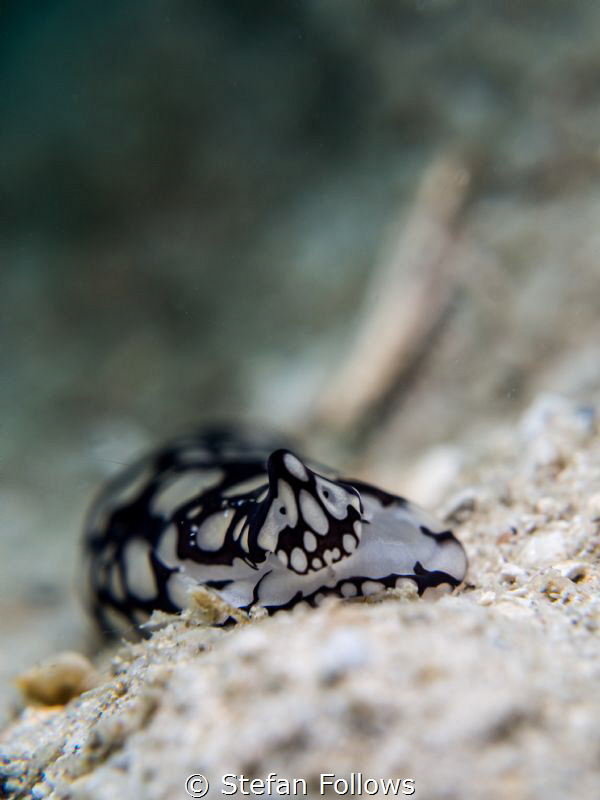 Step by step ... ! Head Shield Slug - Philinopsis pilsbry... by Stefan Follows 