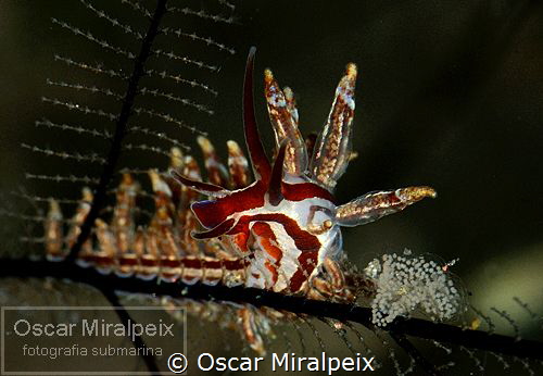hydroid nudi by Oscar Miralpeix 