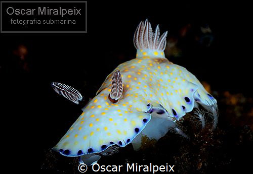 spotted nudi by Oscar Miralpeix 