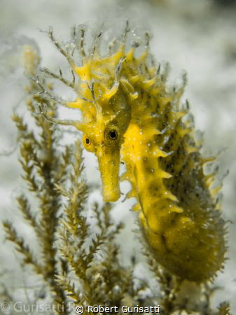Sea Horse by Robert Gurisatti 