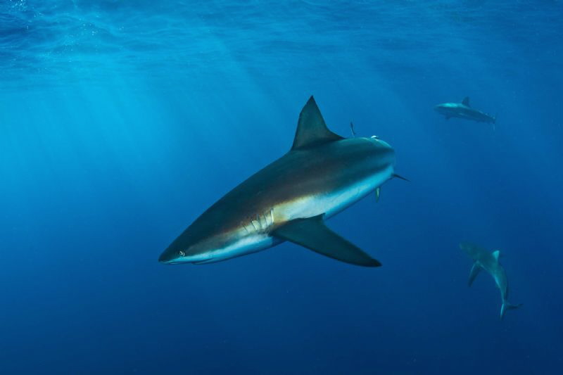 shark & sun rays by Paul Colley 