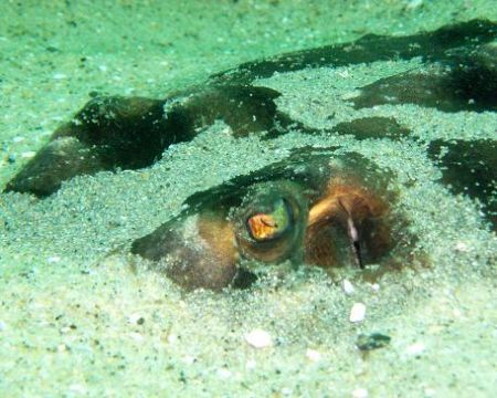 Guitarfish hiding in the sand. La Jolla, CA. by Dallas Poore 