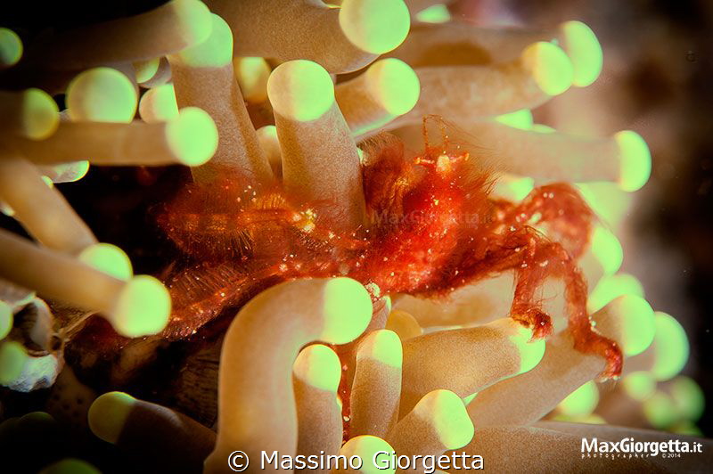 orang crab by Massimo Giorgetta 