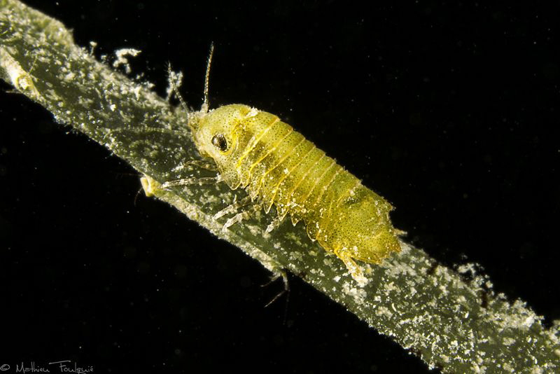Sphaeroma (hookeri ?) by Mathieu Foulquié 