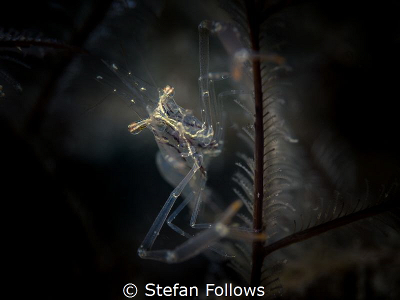 Balancing Act ... Black and Silver Cuapetes Shrimp - Cuap... by Stefan Follows 